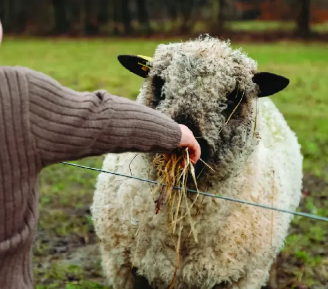 Wool_Fall_25-650x572-1